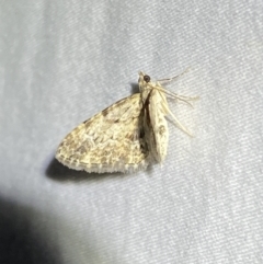Chloroclystis approximata at suppressed - 1 Jan 2023