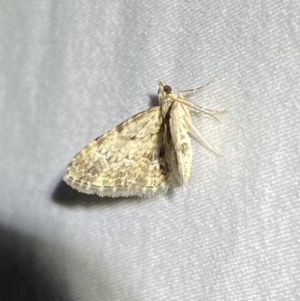 Chloroclystis approximata at Numeralla, NSW - 1 Jan 2023