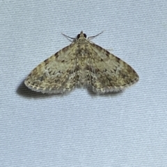 Chloroclystis approximata at Numeralla, NSW - 1 Jan 2023