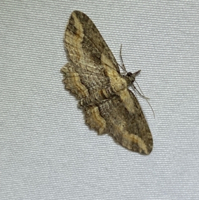 Chloroclystis filata (Filata Moth, Australian Pug Moth) at Numeralla, NSW - 1 Jan 2023 by Steve_Bok