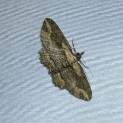 Chloroclystis filata at suppressed - 1 Jan 2023