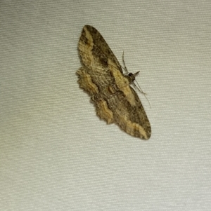 Chloroclystis filata at suppressed - 1 Jan 2023