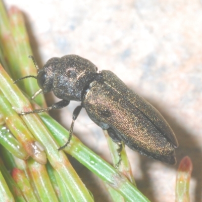 Dinocephalia sp. (genus) (A Jewel Beetle) at Wyanbene, NSW - 26 Dec 2022 by Harrisi