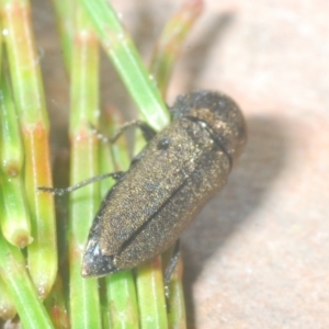 Dinocephalia sp. (genus) at Wyanbene, NSW - 26 Dec 2022 09:05 PM