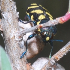 Castiarina octospilota (A Jewel Beetle) at Block 402 - 31 Dec 2022 by Harrisi