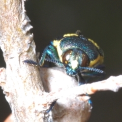 Castiarina octospilota at Stromlo, ACT - 31 Dec 2022