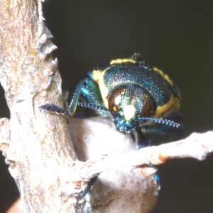 Castiarina octospilota at Stromlo, ACT - 31 Dec 2022