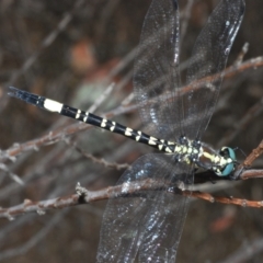 Parasynthemis regina (Royal Tigertail) at Block 402 - 31 Dec 2022 by Harrisi