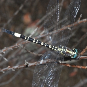 Parasynthemis regina at Stromlo, ACT - 31 Dec 2022 04:47 PM