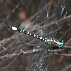 Parasynthemis regina (Royal Tigertail) at Piney Ridge - 31 Dec 2022 by Harrisi