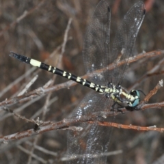 Parasynthemis regina at Stromlo, ACT - 31 Dec 2022 04:47 PM