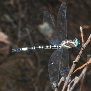 Parasynthemis regina at Stromlo, ACT - 31 Dec 2022