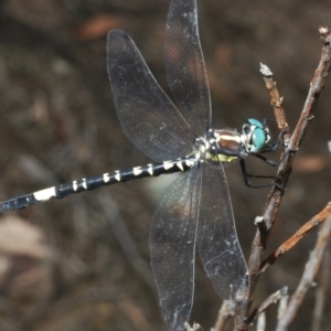 Parasynthemis regina at Stromlo, ACT - 31 Dec 2022