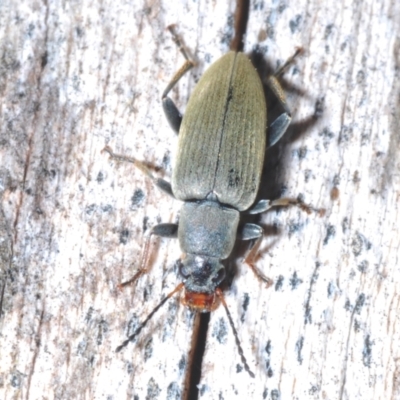 Lepturidea sp. (genus) (Comb-clawed beetle) at Piney Ridge - 31 Dec 2022 by Harrisi