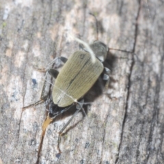 Lepturidea sp. (genus) at Stromlo, ACT - 31 Dec 2022