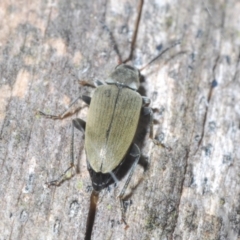 Lepturidea sp. (genus) at Stromlo, ACT - 31 Dec 2022 04:50 PM