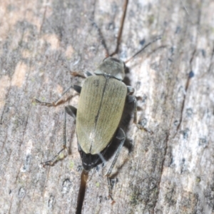 Lepturidea sp. (genus) at Stromlo, ACT - 31 Dec 2022 04:50 PM