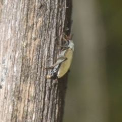 Lepturidea sp. (genus) at Stromlo, ACT - 31 Dec 2022