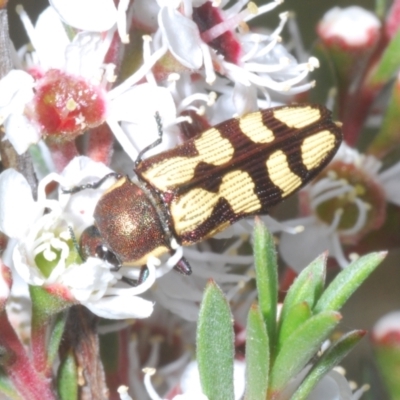 Castiarina decemmaculata (Ten-spot Jewel Beetle) at Block 402 - 31 Dec 2022 by Harrisi