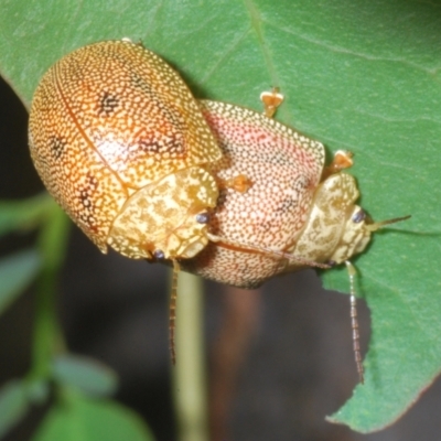 Paropsis atomaria (Eucalyptus leaf beetle) at Block 402 - 31 Dec 2022 by Harrisi