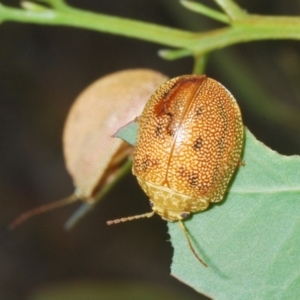 Paropsis atomaria at Stromlo, ACT - 31 Dec 2022