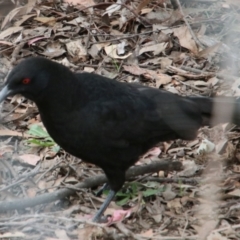 Corcorax melanorhamphos (White-winged Chough) at Yanderra, NSW - 29 Sep 2022 by JanHartog