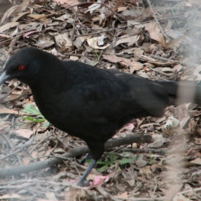Corcorax melanorhamphos (White-winged Chough) at Wollondilly Local Government Area - 29 Sep 2022 by JanHartog