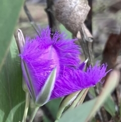 Thysanotus tuberosus (Common Fringe-lily) at Wamboin, NSW - 4 Jan 2023 by Komidar