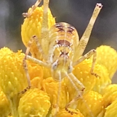 Caedicia simplex (Common Garden Katydid) at Kowen, ACT - 30 Dec 2022 by Komidar