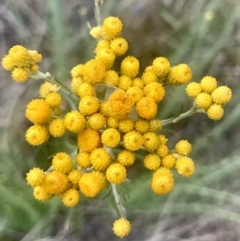 Chrysocephalum semipapposum (Clustered Everlasting) at Kowen, ACT - 31 Dec 2022 by Komidar