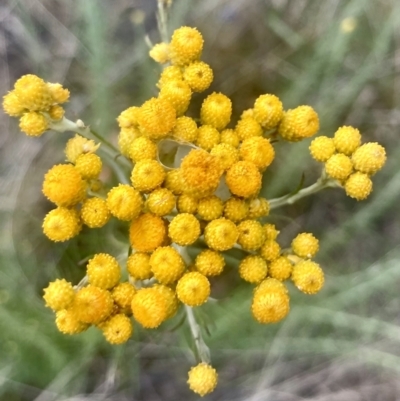 Chrysocephalum semipapposum (Clustered Everlasting) at Kowen, ACT - 30 Dec 2022 by Komidar