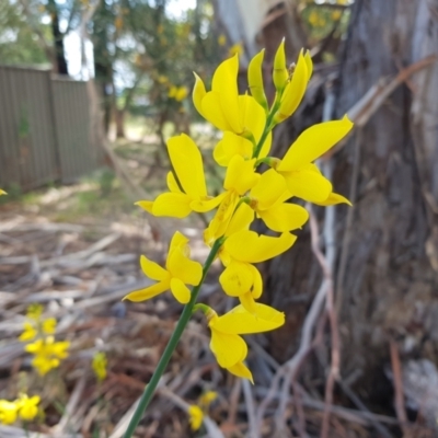 Spartium junceum (Spanish Broom ) at Gilmore, ACT - 4 Jan 2023 by roman_soroka