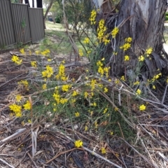 Spartium junceum at Gilmore, ACT - 4 Jan 2023