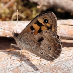 Geitoneura klugii (Marbled Xenica) at South East Forest National Park - 31 Dec 2022 by KylieWaldon