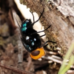 Unidentified Blow fly (Calliphoridae) at Burragate, NSW - 31 Dec 2022 by KylieWaldon