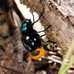 Amenia sp. (genus) at Burragate, NSW - 1 Jan 2023 09:39 AM