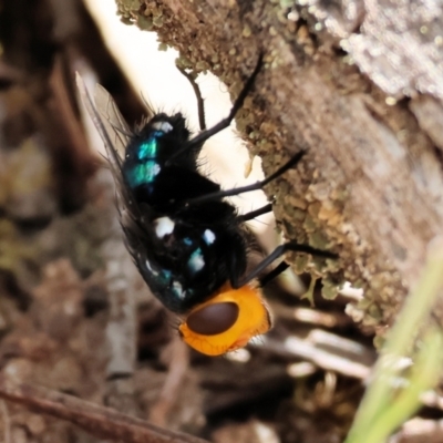 Unidentified Blow fly (Calliphoridae) at Burragate, NSW - 31 Dec 2022 by KylieWaldon