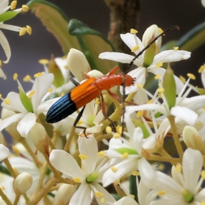 Stenoderus ostricilla (Longhorn beetle) at Burragate, NSW - 1 Jan 2023 by KylieWaldon