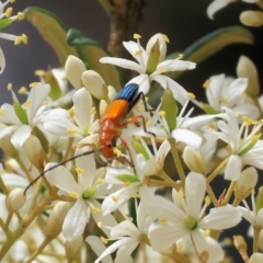 Stenoderus ostricilla at Burragate, NSW - 1 Jan 2023 10:30 AM