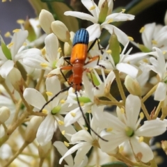 Stenoderus ostricilla at Burragate, NSW - 1 Jan 2023