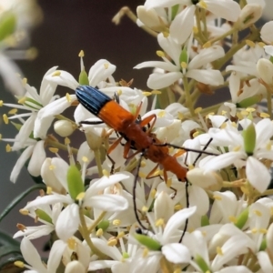 Stenoderus ostricilla at Burragate, NSW - 1 Jan 2023 10:30 AM