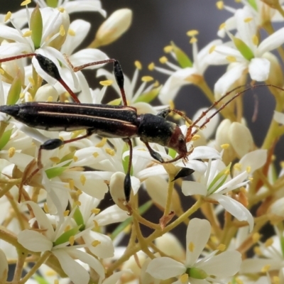 Amphirhoe sp. (Amphirhoe longhorn beetle) at Burragate, NSW - 1 Jan 2023 by KylieWaldon