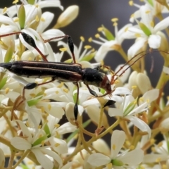 Amphirhoe sp. (Amphirhoe longhorn beetle) at Burragate, NSW - 31 Dec 2022 by KylieWaldon