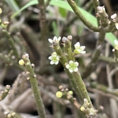 Choretrum pauciflorum (Dwarf Sour Bush) at Uriarra, NSW - 2 Jan 2023 by JaneR