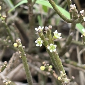 Choretrum pauciflorum at Uriarra, NSW - 2 Jan 2023