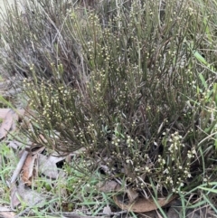 Choretrum pauciflorum at Uriarra, NSW - 2 Jan 2023