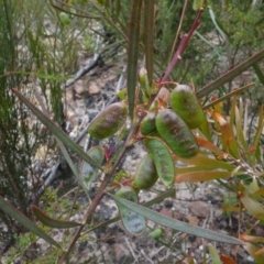 Acacia suaveolens (Sweet Wattle) at Morton National Park - 30 Nov 2022 by RobG1