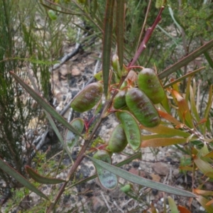 Acacia suaveolens at Boolijah, NSW - 30 Nov 2022