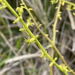 Stackhousia viminea (Slender Stackhousia) at Uriarra, NSW - 2 Jan 2023 by JaneR