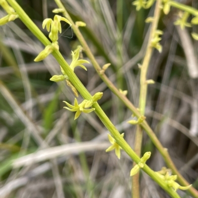 Stackhousia viminea (Slender Stackhousia) at Uriarra, NSW - 2 Jan 2023 by JaneR